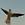 Blue Gull